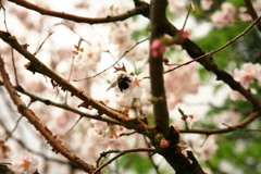 ハチと桜