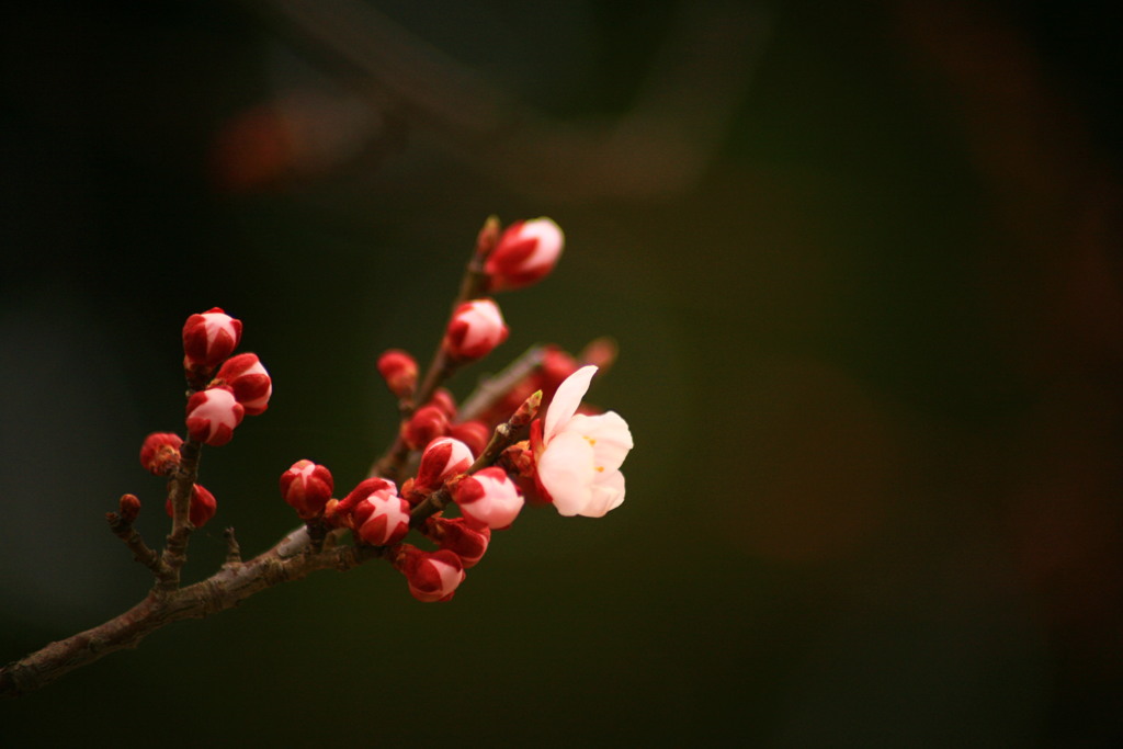 梅の花 その参