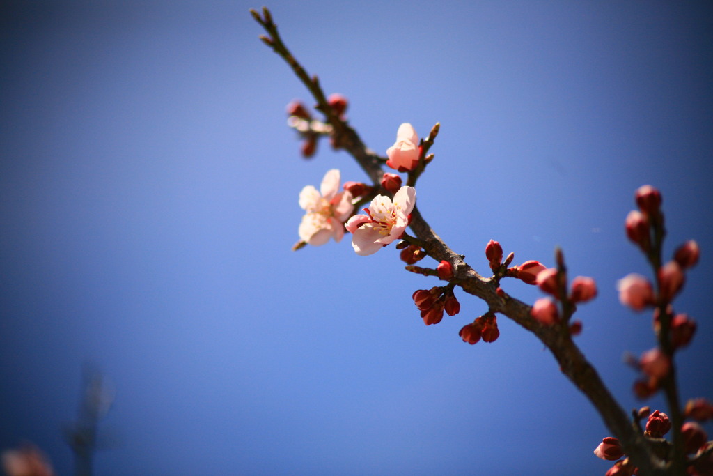 梅の花その弐