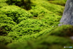めばえ