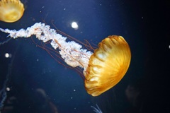宇宙クラゲ-Space jellyfish-