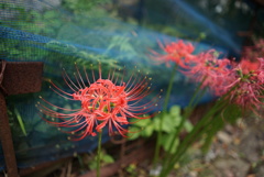 道端の彼岸-red spider lily-