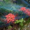 道端の彼岸-red spider lily-