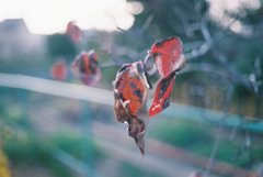 枯葉