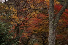 風景