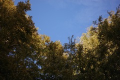 R0000210