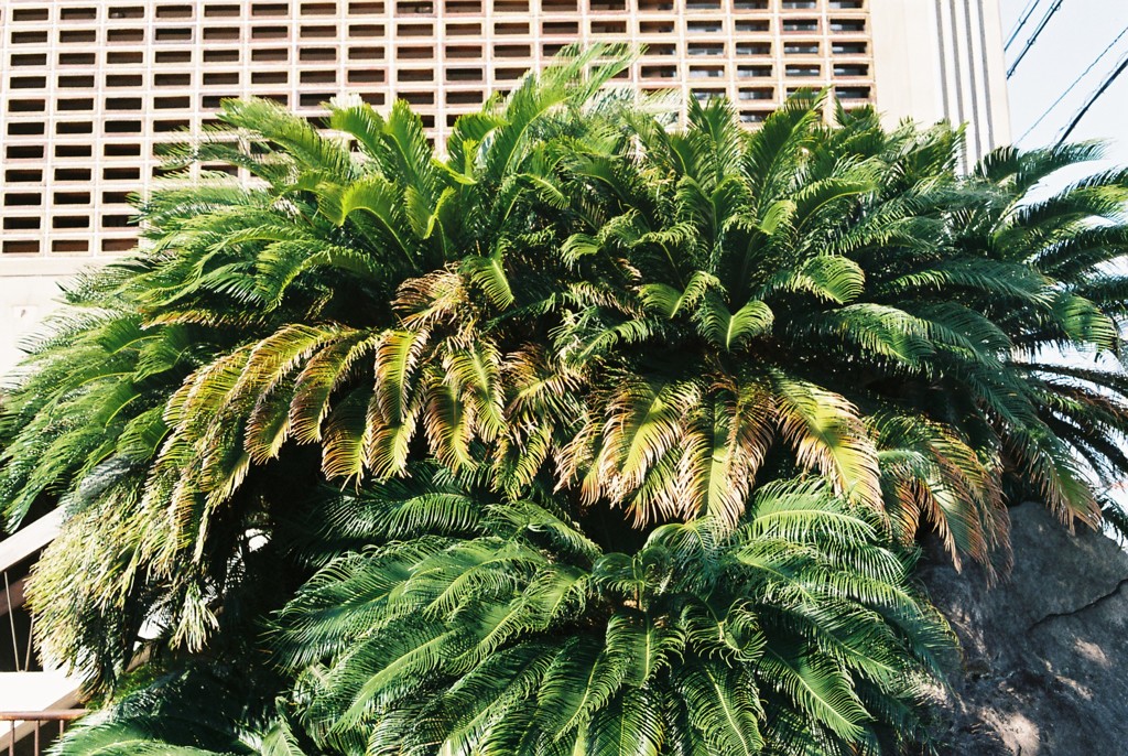 風景