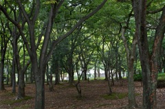 木