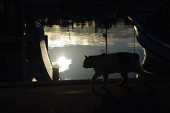 港の猫氏