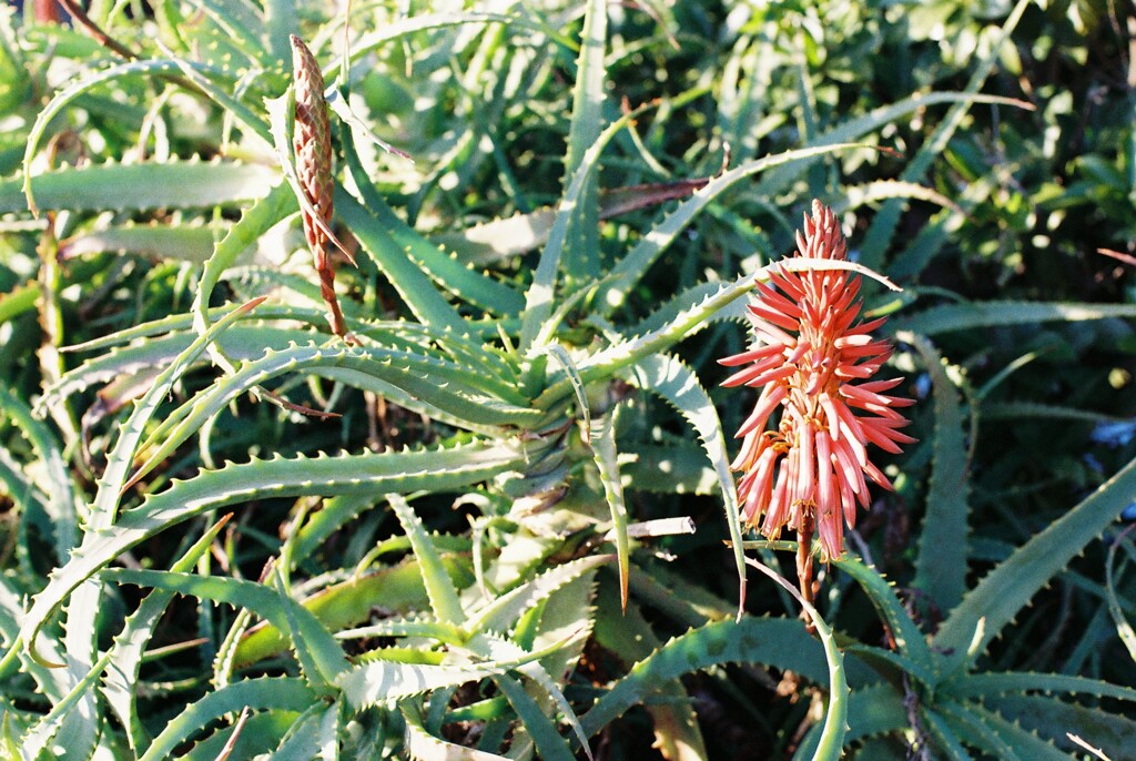 FH010015