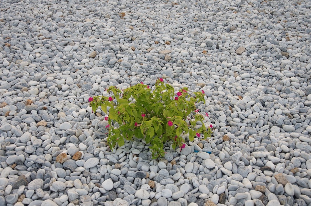 植物