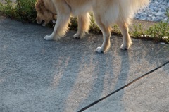 inu