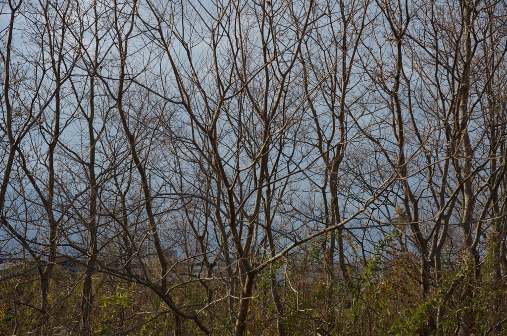 風景