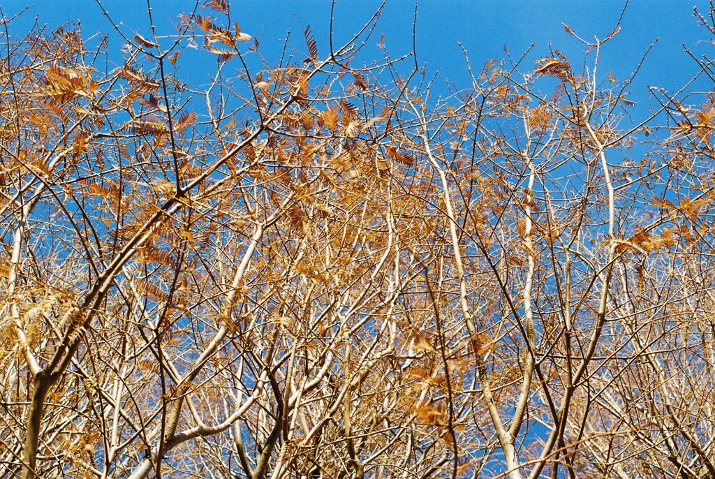 FH010005