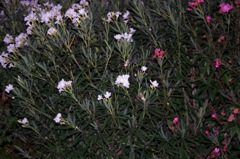 夜の花