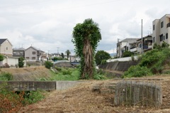 木