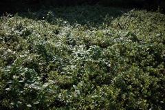 R0000086