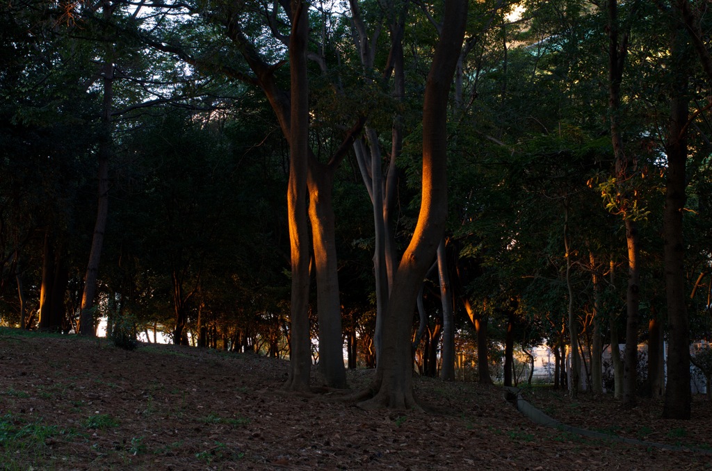風景