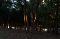 風景