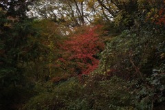 風景