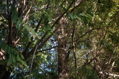 R0000216
