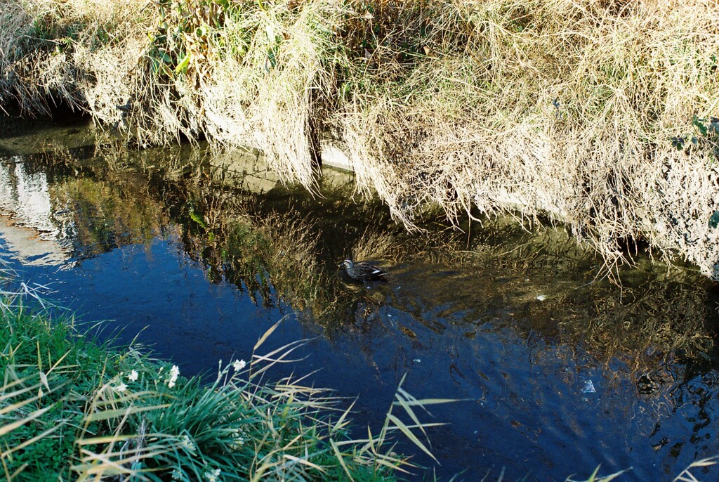 FH010009