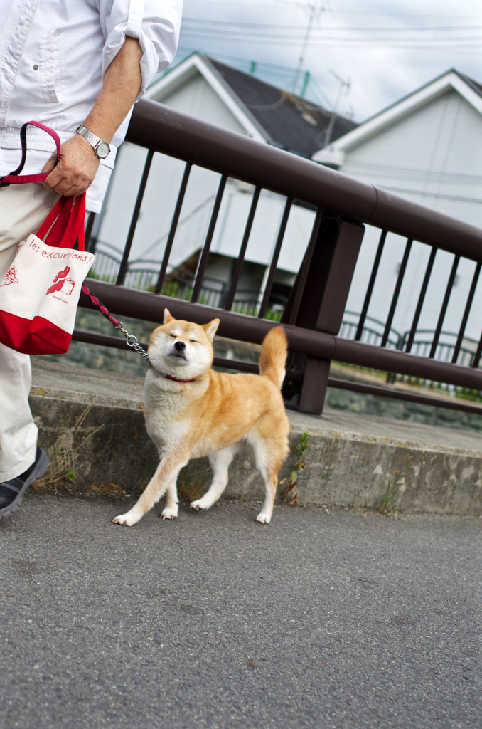 inu
