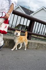 inu
