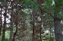 風景