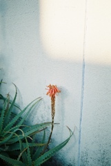 陽射し