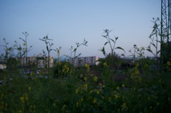 風景