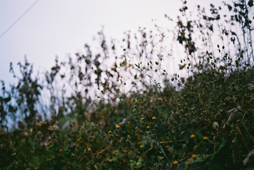 草