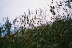 草