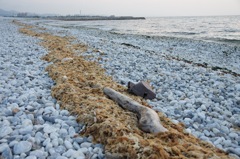 流木