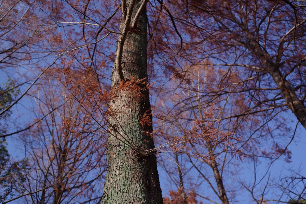 IMGP9704