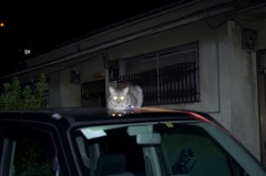 cat