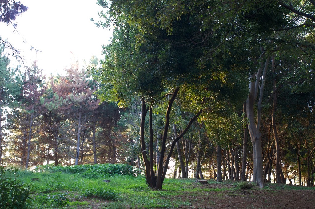 風景