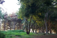 風景
