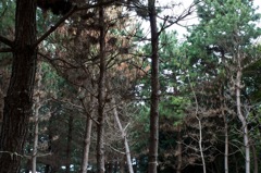 風景