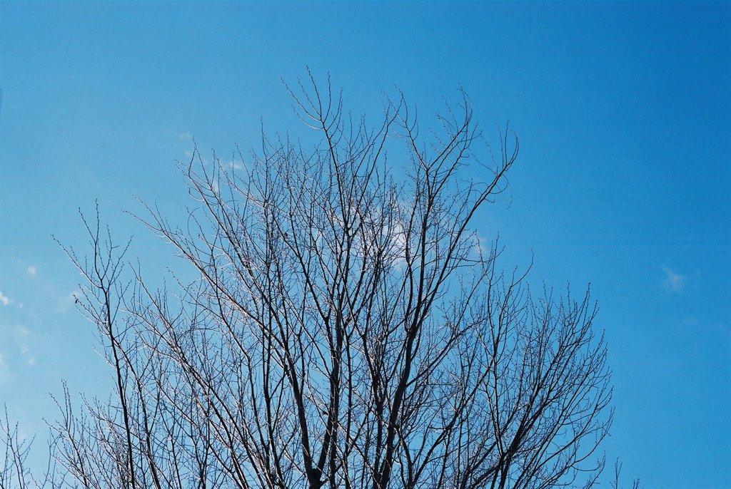 枝