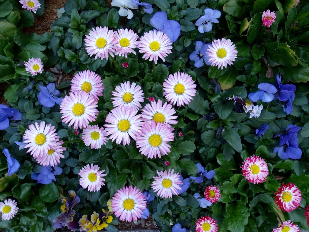 花