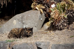 ねこ眠る