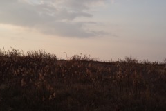 風景