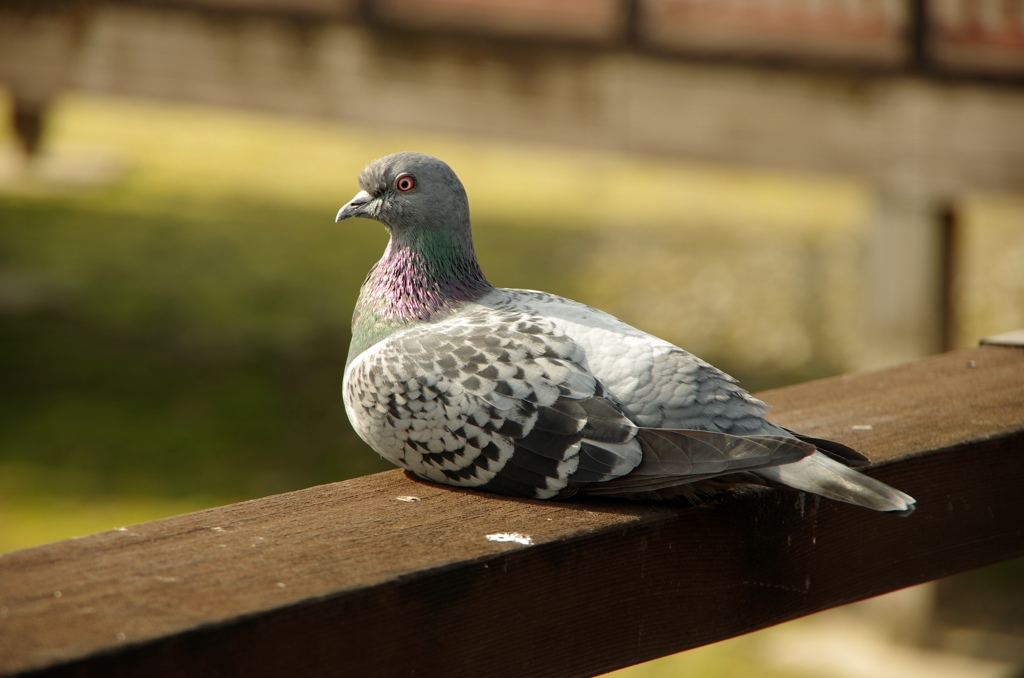 鳩