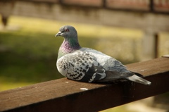 鳩