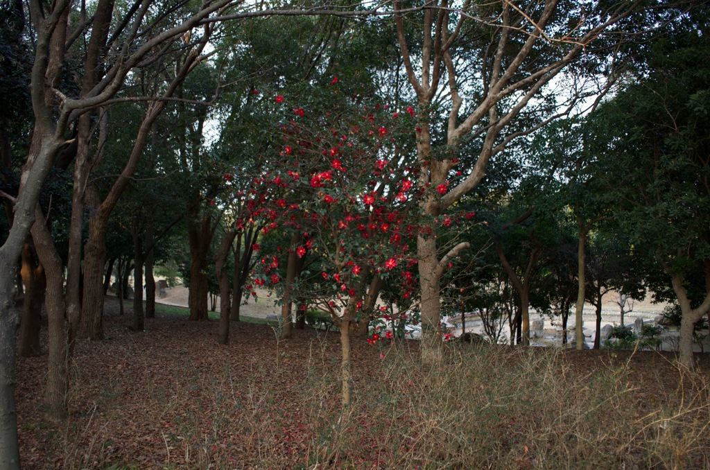風景