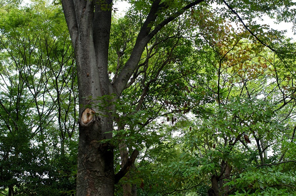 木