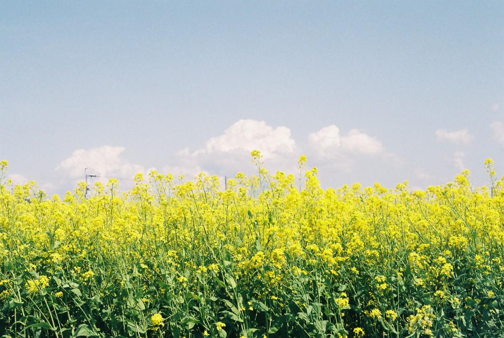 yellow