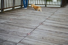 inu