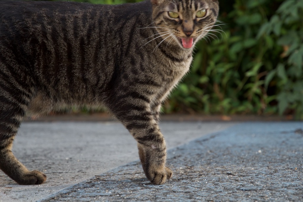 cat